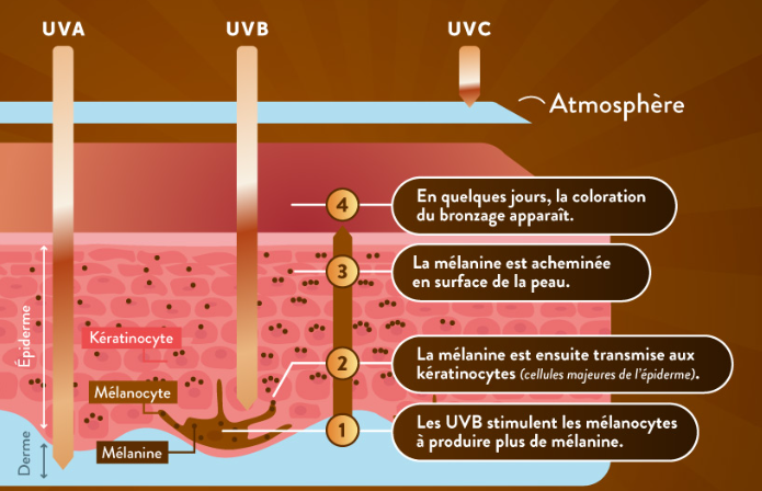 Vieillissement de la peau